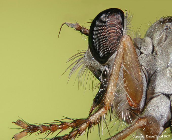 BugFinSmall copy.jpg
