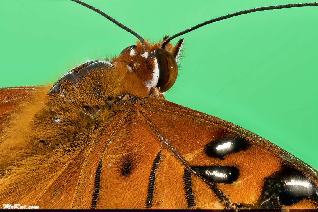 2019-09-13 16-15-28 (C,Smoothing4).jpg