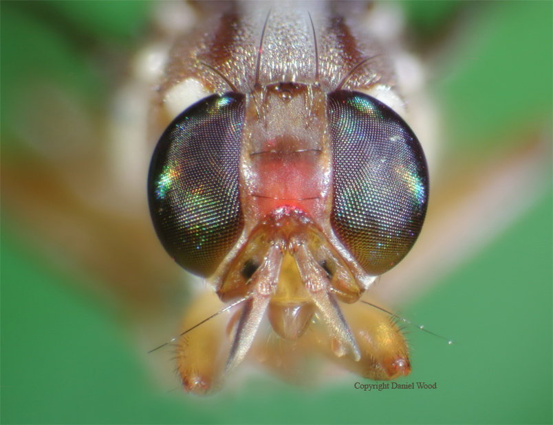FruitFlySmall.jpg
