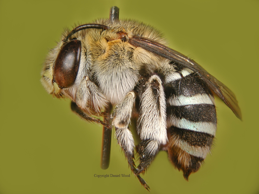 BeeSmall.jpg