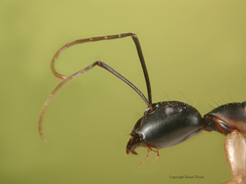 AntSmall.jpg