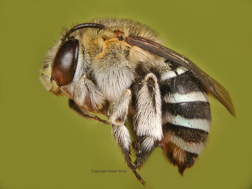 bee.jpg