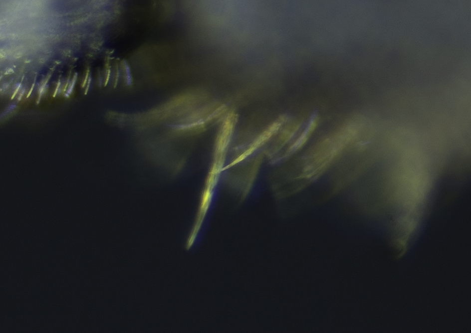 A7V03479-B,Radius4,Smoothing4 org.jpg