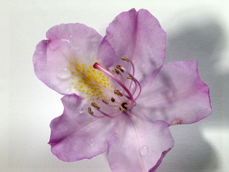 15 slices by moving the whole camera rig.  Slight artifact: a border of unsharp background paper around the outer edge of the flower (e.g. at 4 O'Clock position). Also out-of-focus border around whole image, most visible on RHS and LHS.