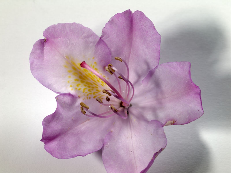 18 slices by moving the lens, keeping same film plane. Water droplets on petals have evaporated, so the reflection highlights have changed slightly.