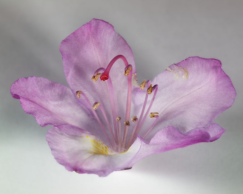 105mm Bellows Nikkor on Olympus e-330 with bellows. Full spectrum fluorescent lighting. 1/10 sec at f/8. Front petal of flower is a little soft, I could have used one more slice.