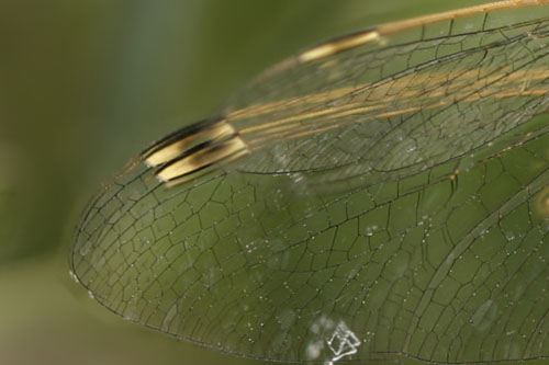 HF 10 image set - default prefs.jpg