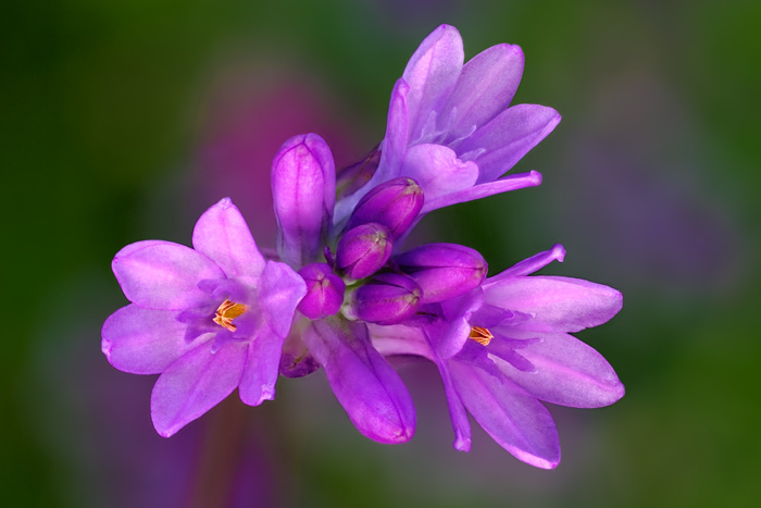 8 shot series at f5.6 to keep background soft.  Processed with radius 6, smoothing 3.  100 mm macro lens.