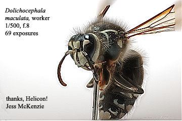 For_Helicon_hornet.jpg