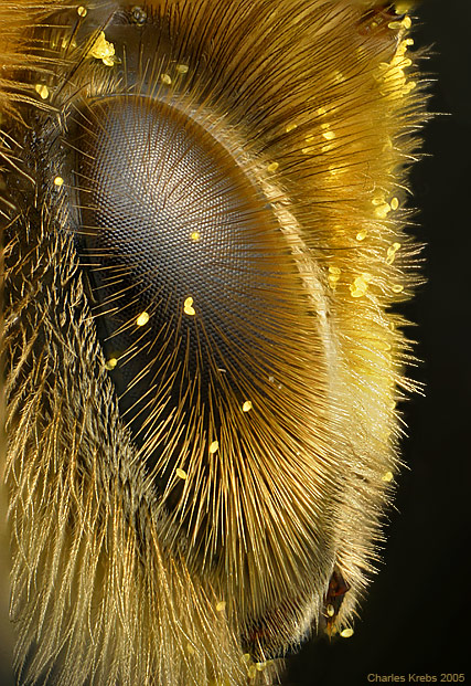 Honey bee head profile