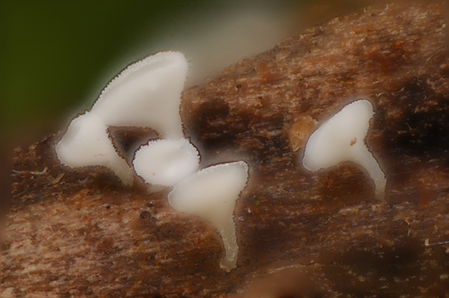 Cap Fungi