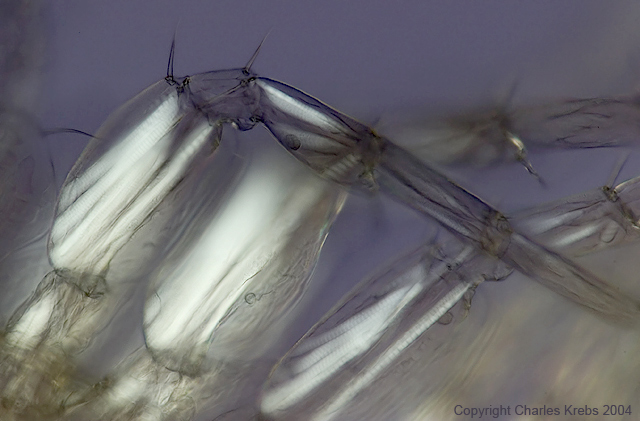 CRW_1058a.jpg