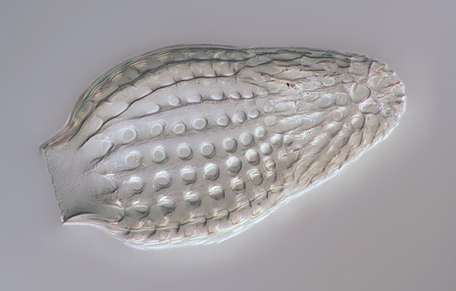 1146-83.jpg