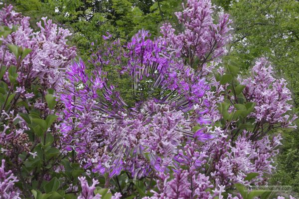 I forgot to deselect the original set of images of a lilac when I decided to process a set of images of an alium.