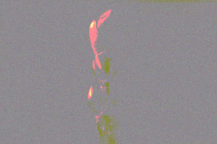 acer.jpg