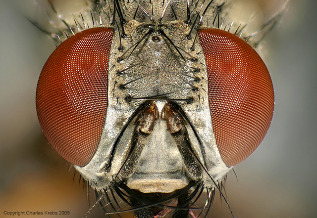 fly_a.jpg