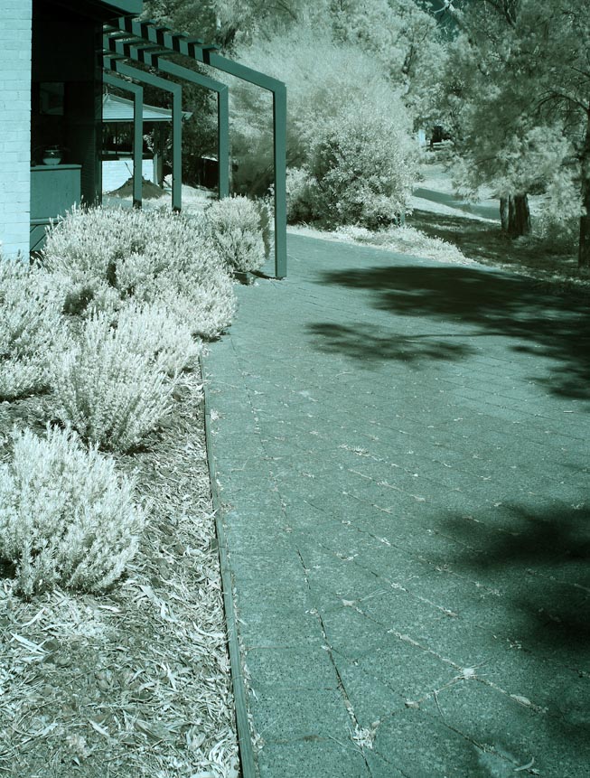 Infrared faux colour resampled for web posting