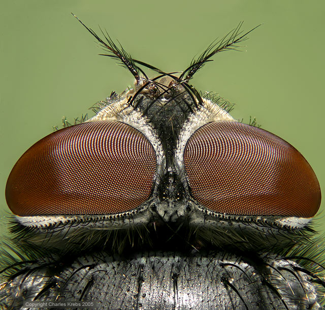 flyv3.jpg