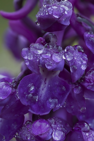 An early purple orchid on limestone grassland in gloucestershire