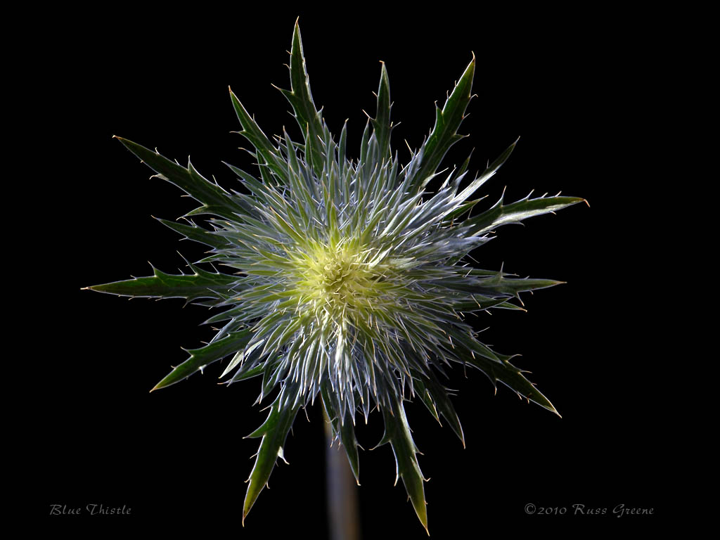 050910_blue-thistle-stack-84-87c_A84.jpg