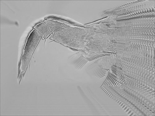 10-06-27_165110_M=B_R=50_S=10.jpg