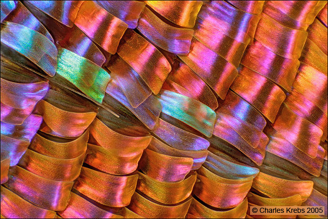 4579_stack.jpg