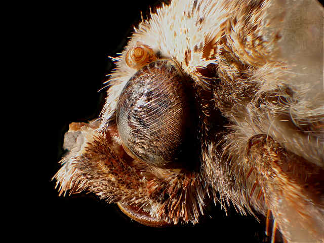moth_head_85pics.jpg