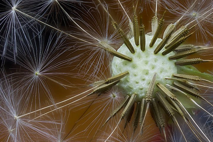 Dandelion Test.jpg