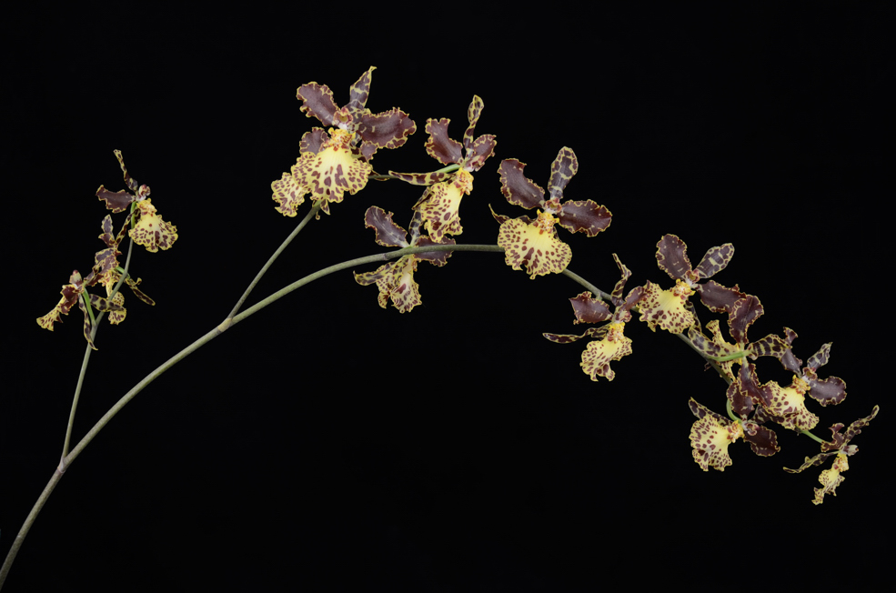Orchid Oncidio  Nikon D7000 Nikkor 28mm f3.5 Helicon Focus Helicon Remote