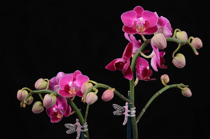 Orchid Phalaenopsis Aphorite  Nikon D7000 Nikkor 28mm f3.5 Helicon Focus Helicon Remote