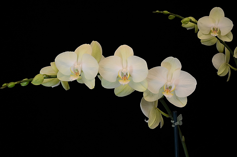 Orchid Phalaenopsis Aphorite  Nikon D7000 Nikkor 28mm f3.5 Helicon Focus Helicon Remote