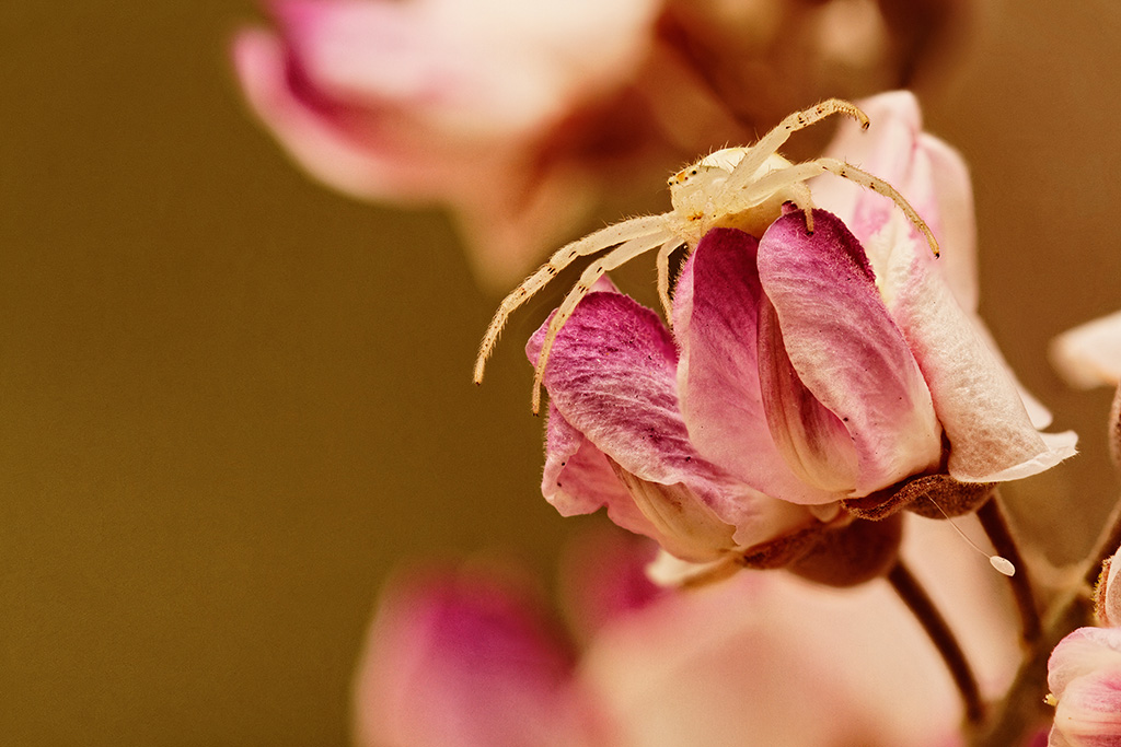 Lurking In The Blossoms_eml.jpg