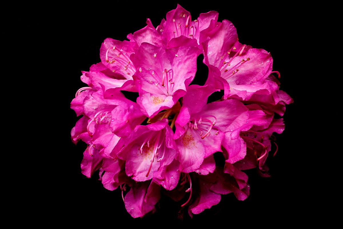 Rhodo-Helicon-Purple-50mm-052312-as-Smart-Object-2.jpg