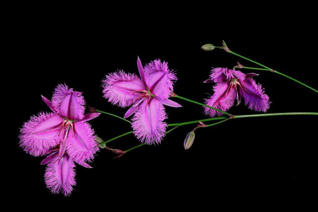 Fringe Lilly 14 stack a.jpg
