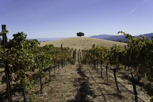20121027-oak tree on hill Nov Daperoak tree in distance-2.jpg