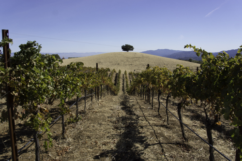 20121027-oak tree on hill Nov Daperoak tree in distance-3.jpg