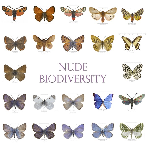 GRID mariposas-1.jpg