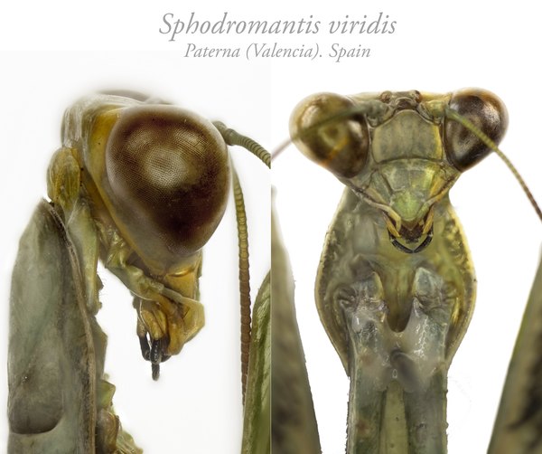 SPHODROMANTIS VIRIDIS 060211GH27 CARA Y PERFIL final-1.jpg