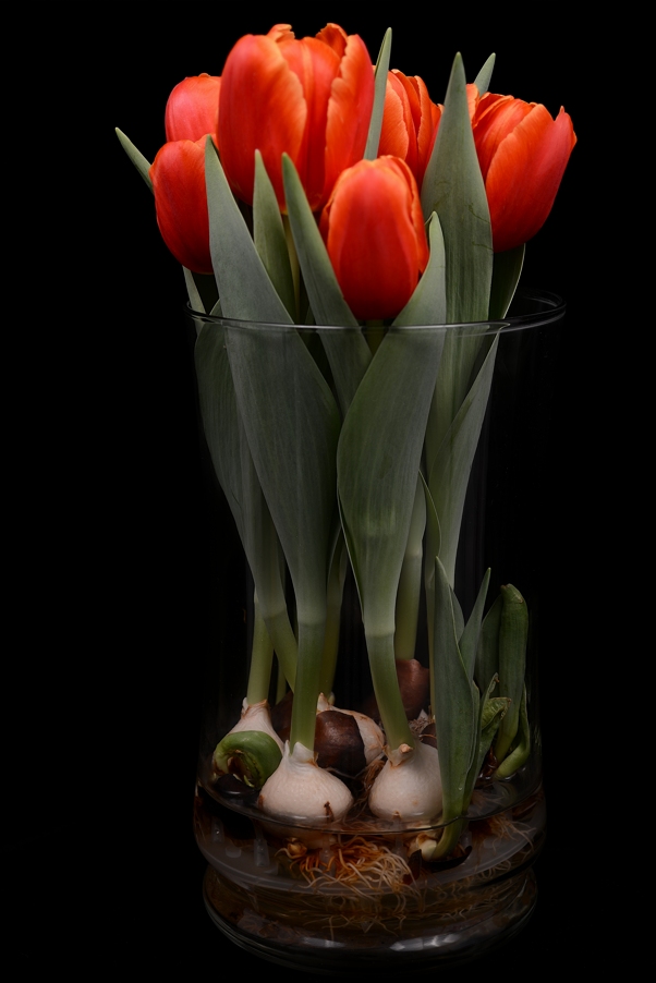 tulipanes2_hfsm.jpg