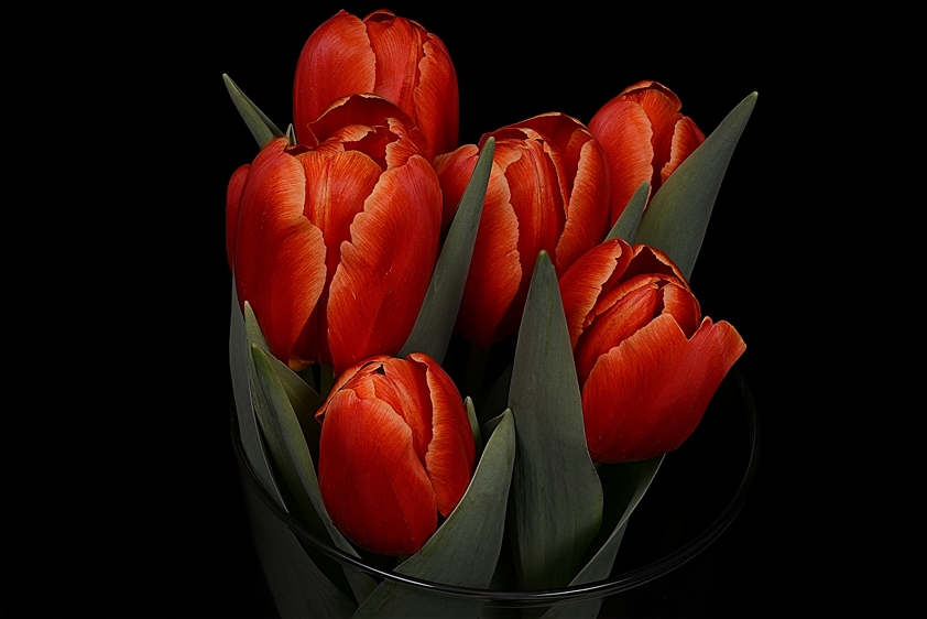 tulipanes_hfsm.jpg