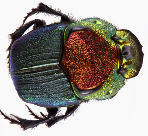 Scarab.png