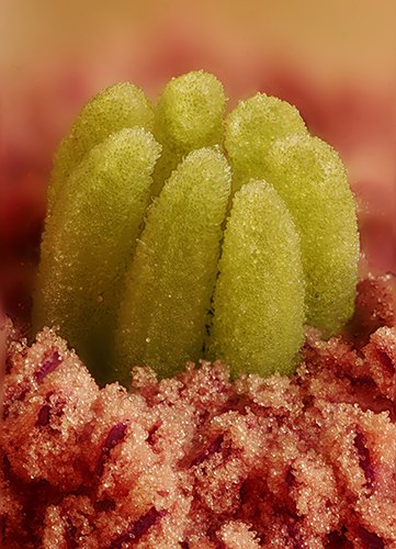 Echinocereus-triglchidiatus.jpg