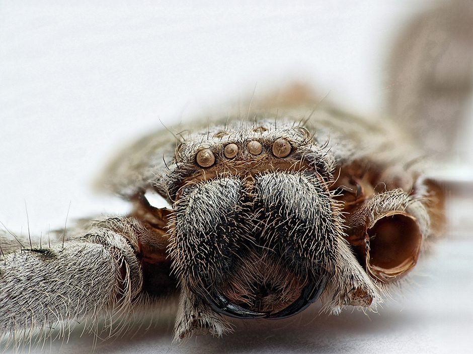 Banded Huntsman moult