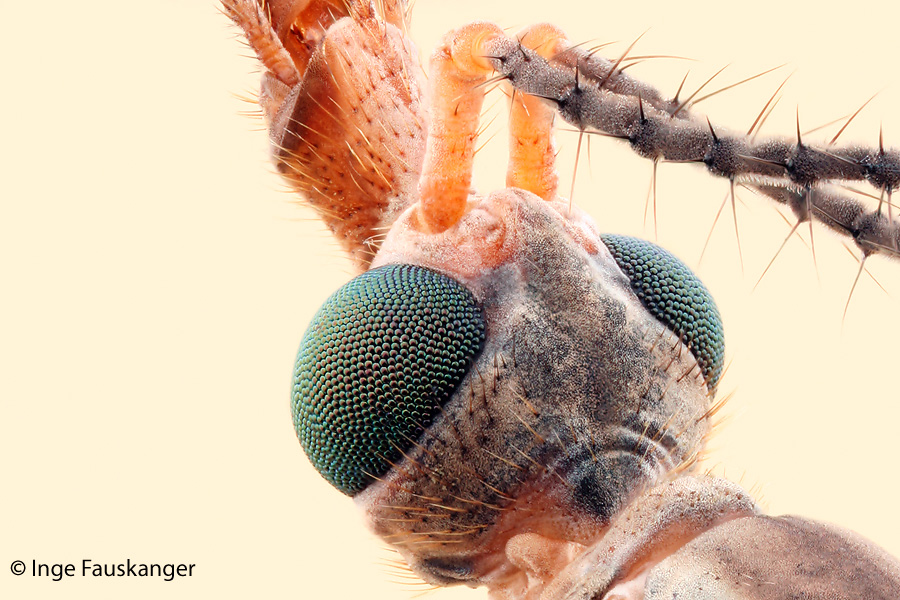 Crane fly