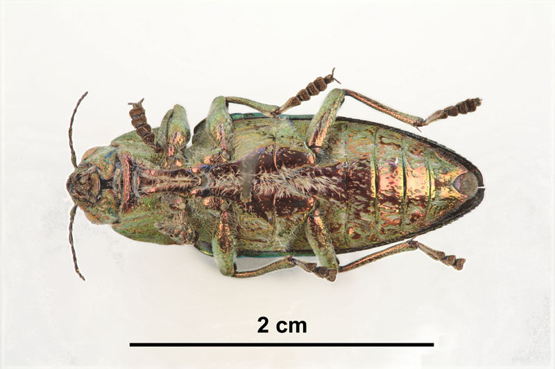 Chalcophora mariana florentina Scale image