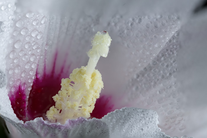 Hibiscus-.jpg