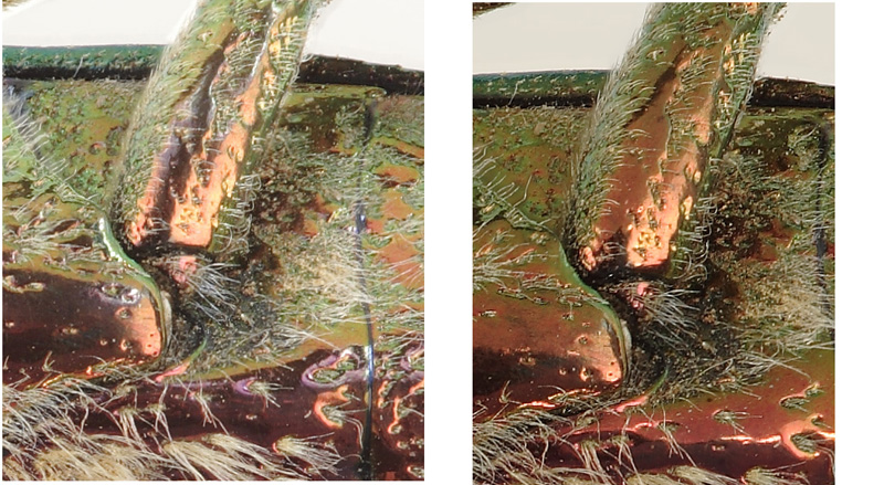Segments of two Jewel beetle photos. 14 Stack on the left 41 on the Right.