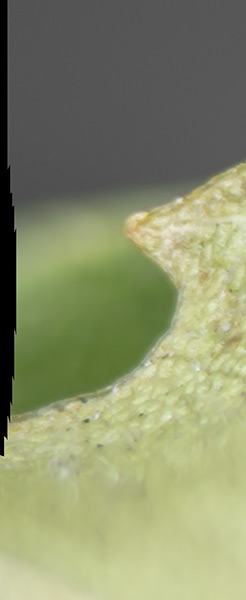 closeup of ragged black edge on the left