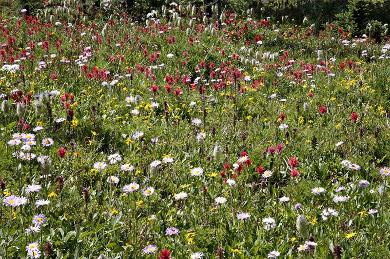 Floe Flowers_R=8_S=4.jpg