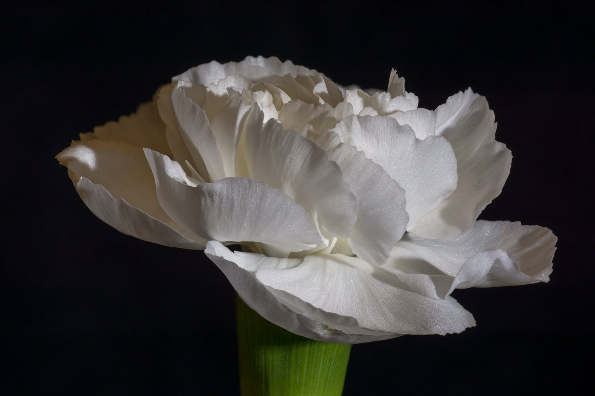 Carnations-1.jpg